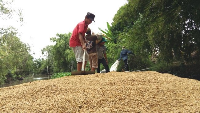 Gạo Campuchia được xếp hạng ngon nhất Thế Giới nhiều năm liên tiếp