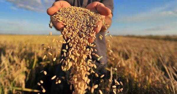 Nhà Máy Gạo Sạch Sông Hậu thu mua và lưu trữ số lượng lớn gạo sạch Campuachia để cung cấp cho thị trường